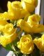 Gelbe Rosen am sonnigen Fensterbrett