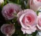 Rosen im zartesten Rosa