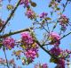 Foto von , Kategorie Farbe leuchtend Schöne Kirschblüten im Park