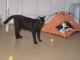 Foto von , Kategorie Ball Nero und Mia