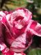 Rose rosa/weiss